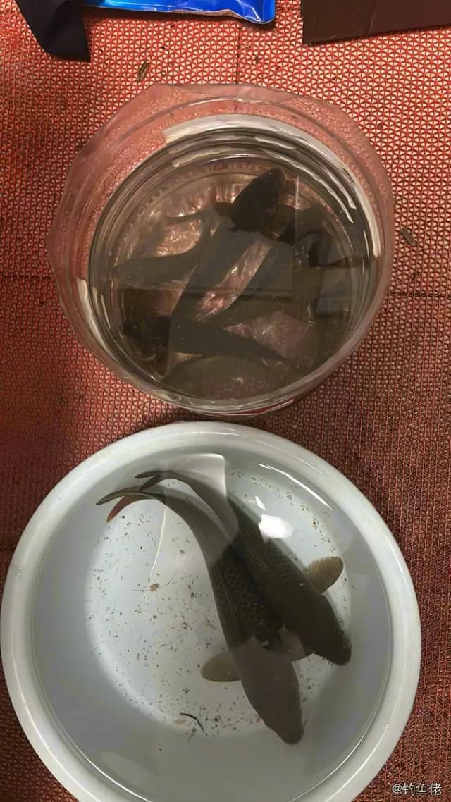 鲤鱼钓获 1.5kg