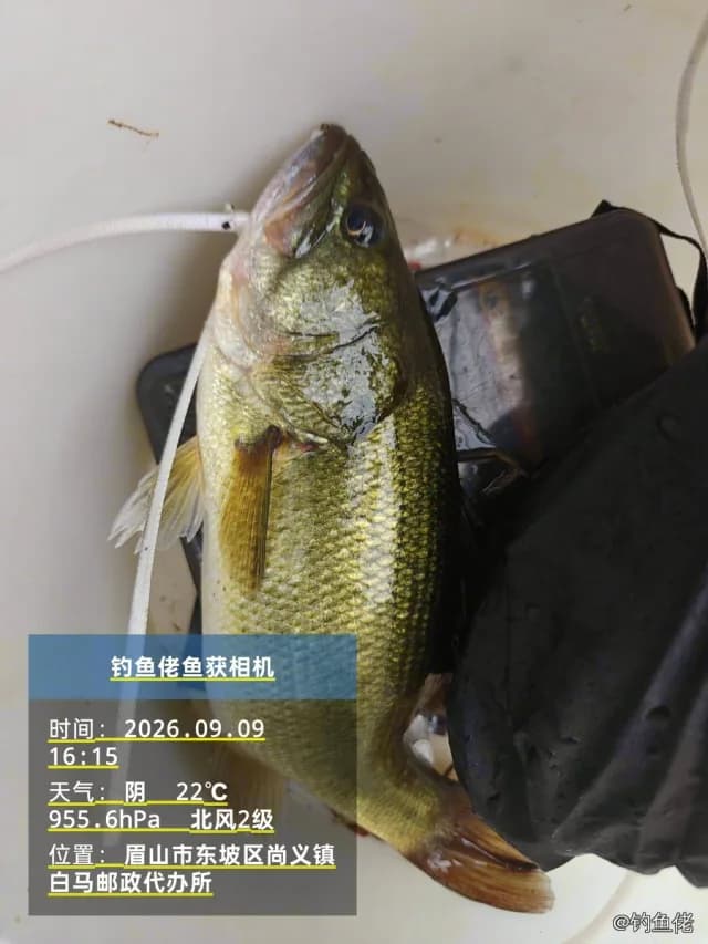大口黑鲈钓获 1.01kg