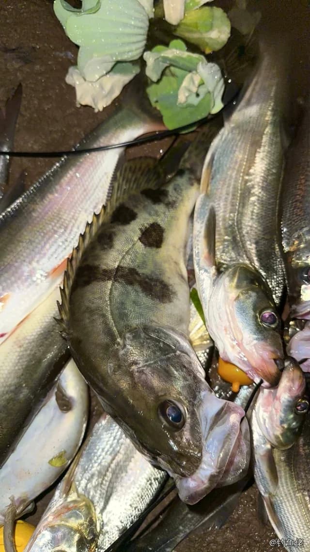 鳜鱼钓获 0.8kg