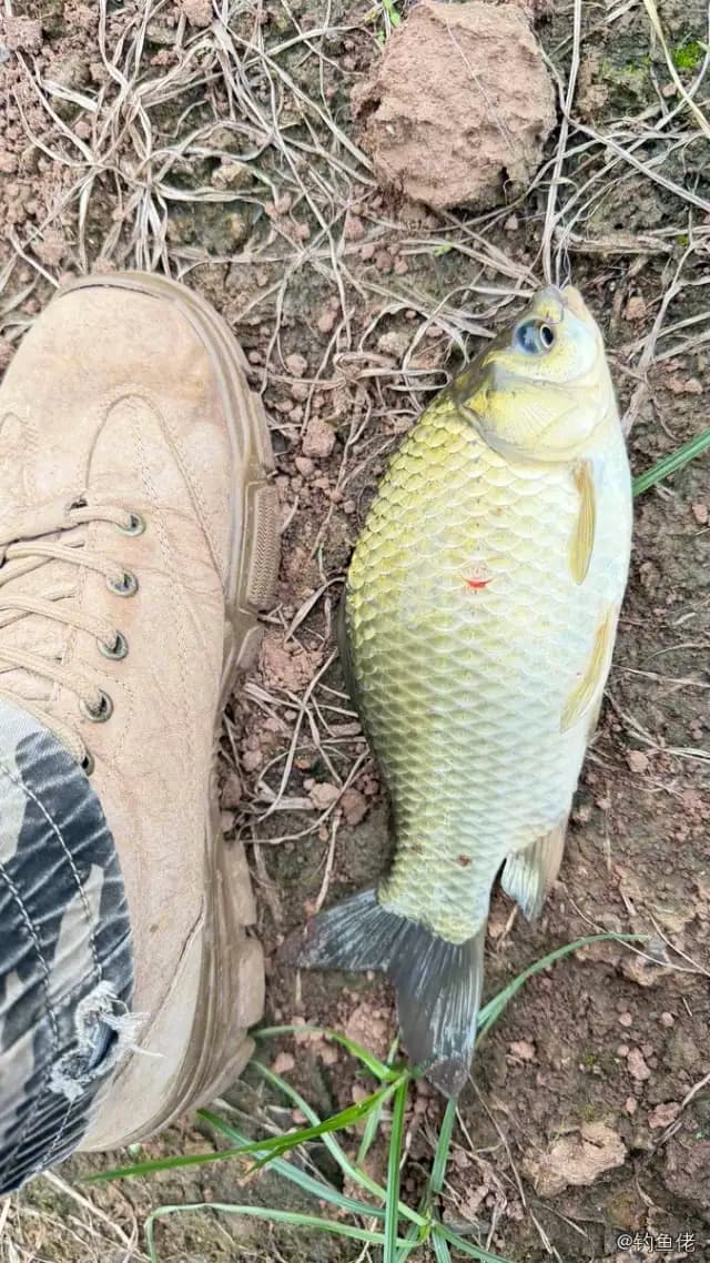 鲫鱼钓获 0.45kg