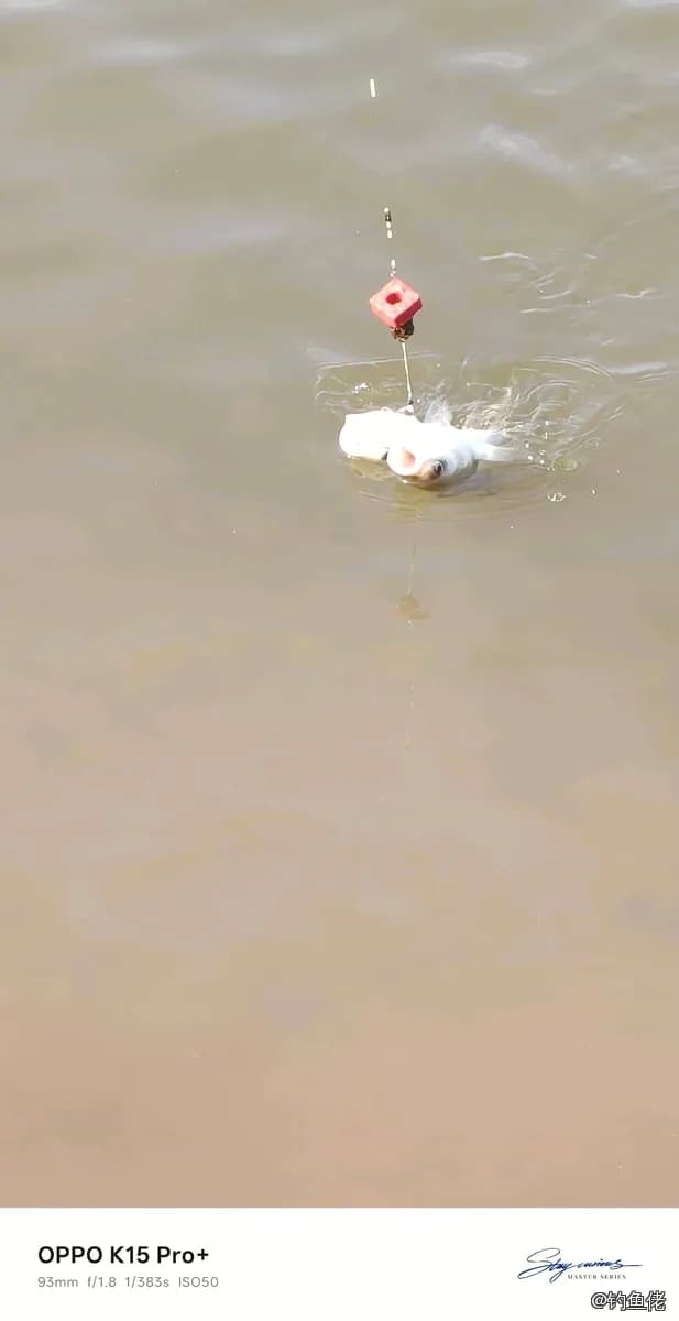 鲢鱼钓获 12kg