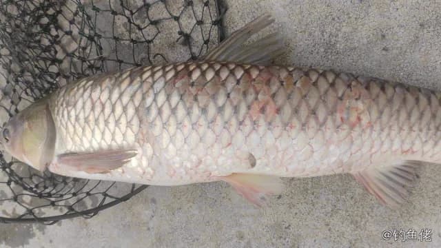 草鱼钓获 4.5kg
