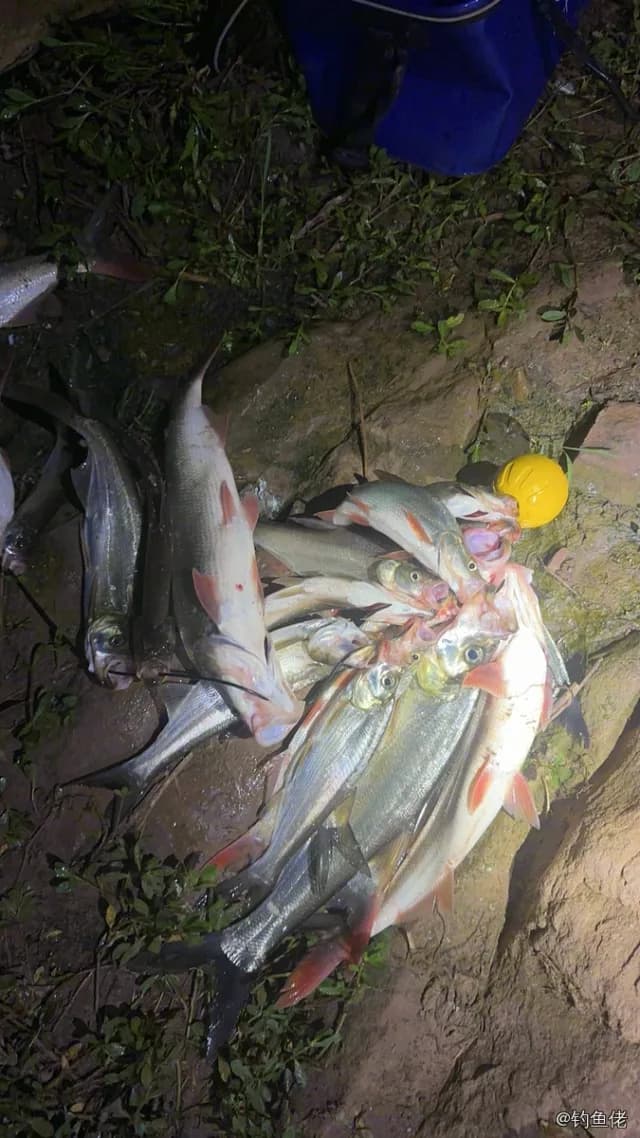 翘嘴鲌钓获 2.5kg