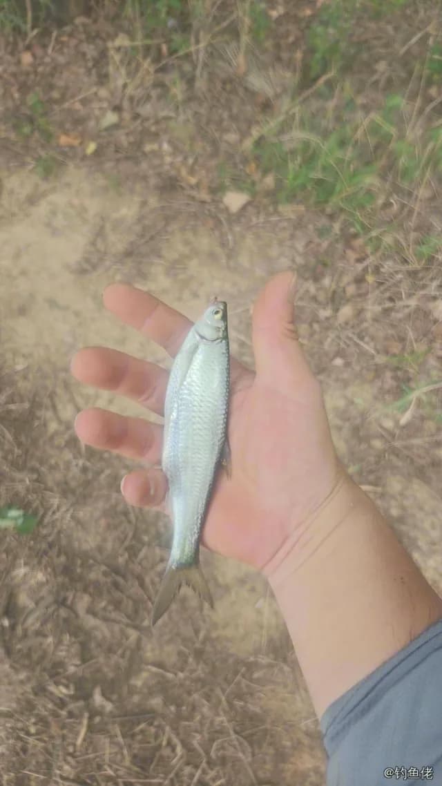 白条钓获 0.03kg