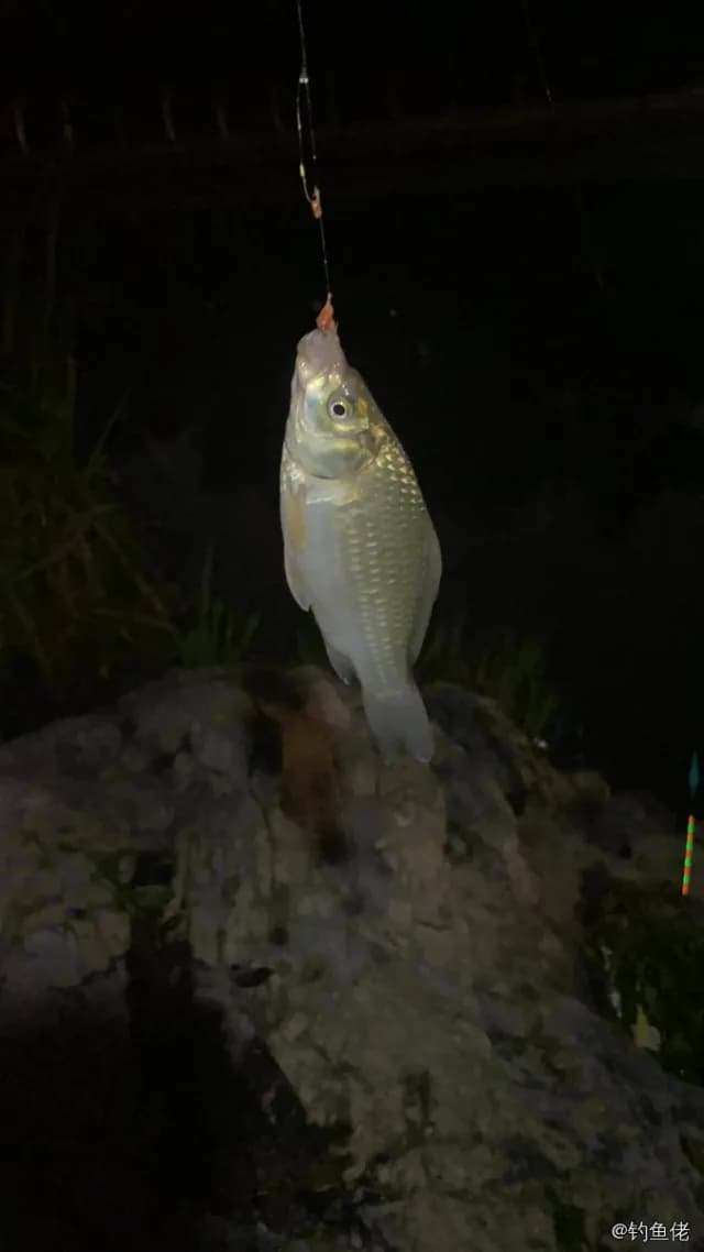 鲫鱼钓获 0.1kg