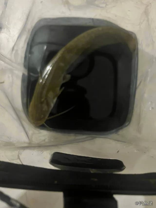 鲶鱼钓获 0.3kg