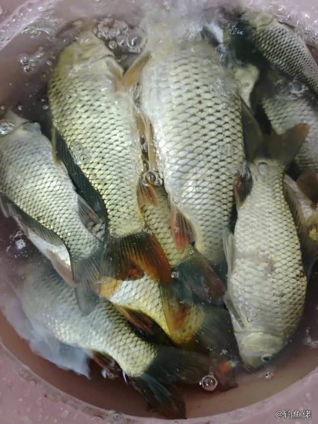 鲤鱼钓获 4kg