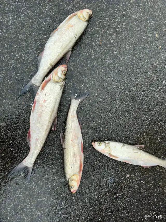 翘嘴鲌钓获 2.8kg