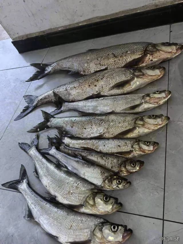 翘嘴鲌钓获 1kg