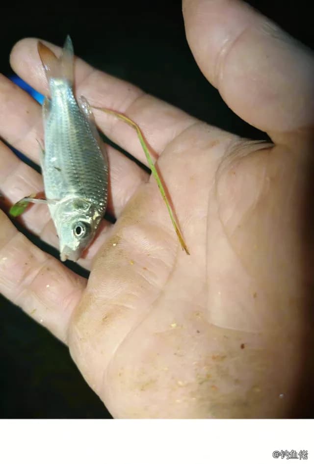 金鱼钓获 0.3kg