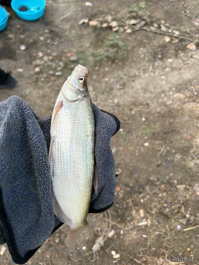 鲫鱼钓获 0.1kg