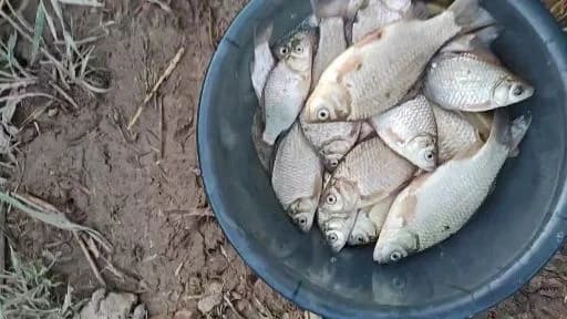 鲫鱼钓获 0.1kg
