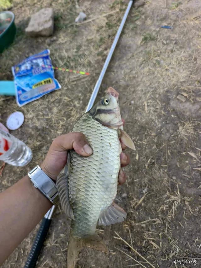 鲫鱼钓获 0.5kg
