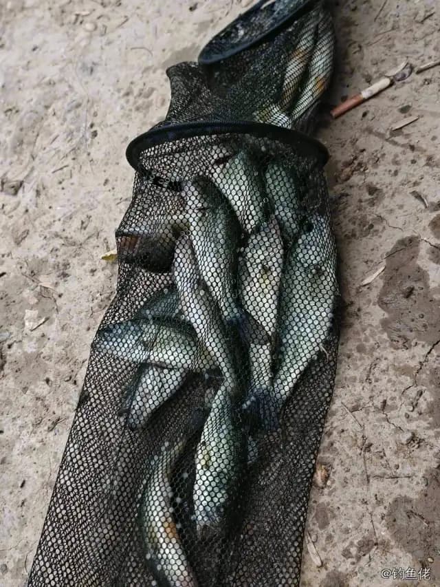 大口黑鲈钓获 1.01kg