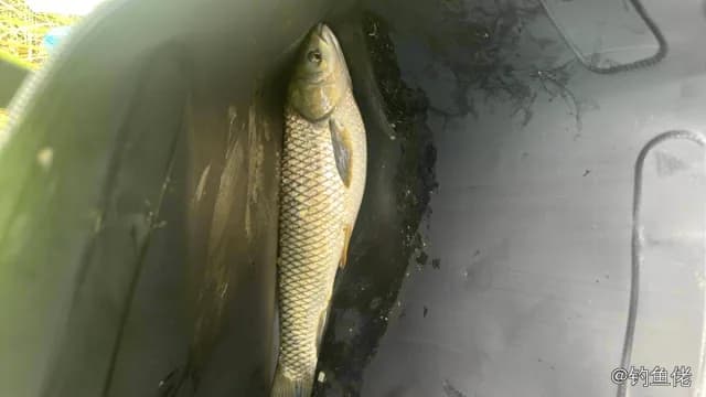 草鱼钓获 4.5kg