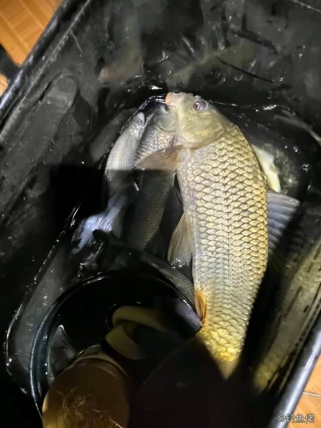 鲤鱼钓获 4kg