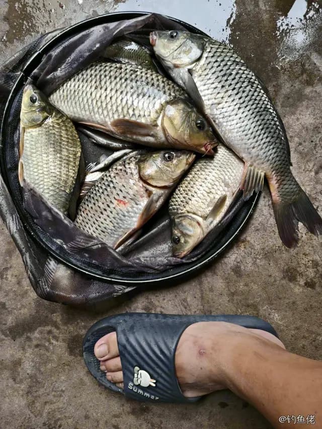 鲤鱼钓获 2.5kg