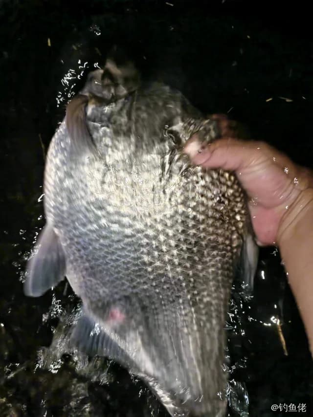 团头鲂钓获 1.8kg