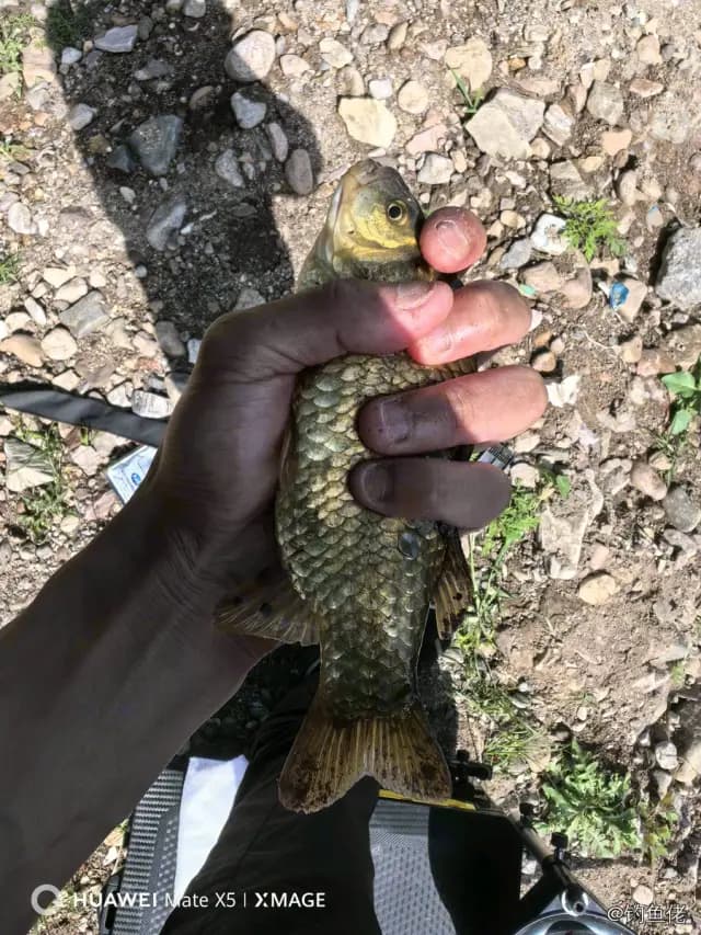 鲫鱼钓获 0.45kg