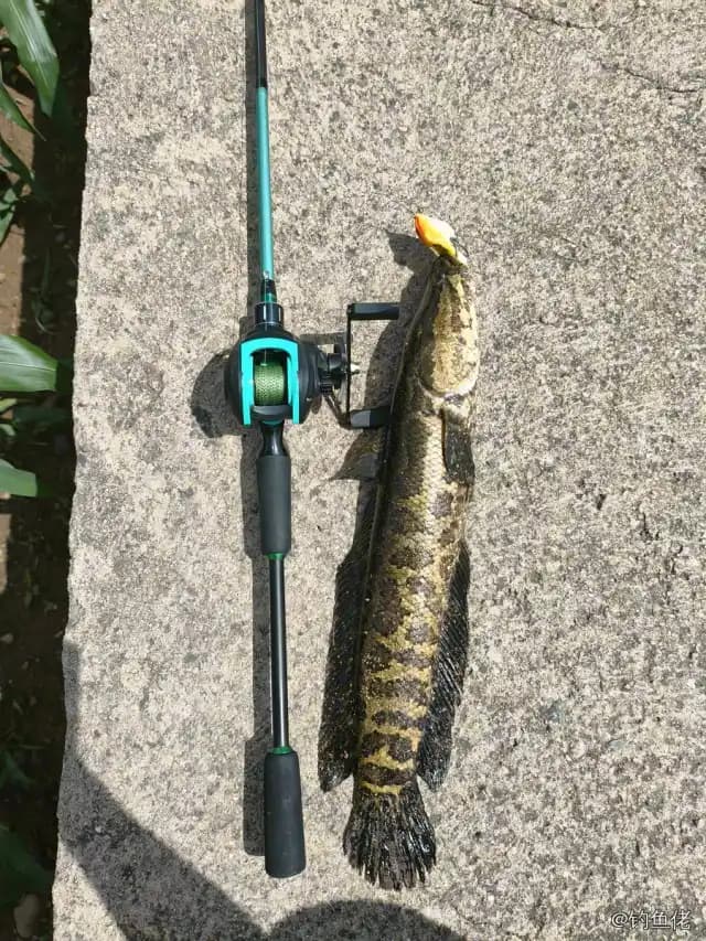 乌鳢钓获 0.8kg