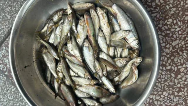 细鳞斜颌鲴钓获 0.05kg