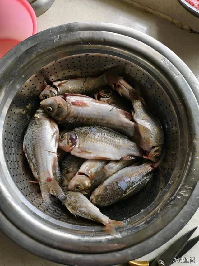 鲫鱼钓获 0.45kg
