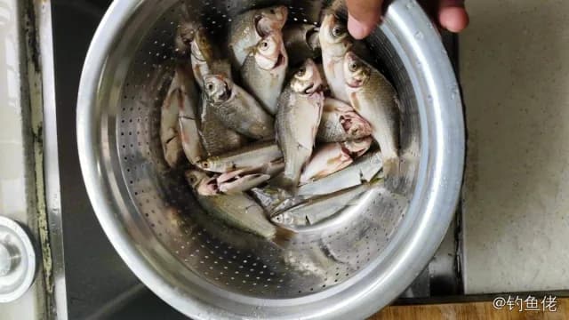 斑鰶钓获 0.1kg