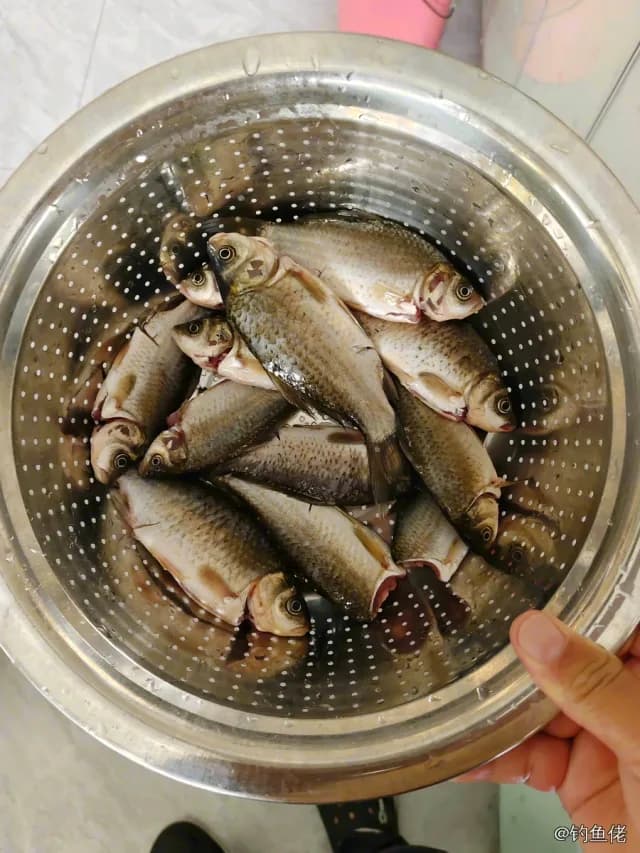 鲫鱼钓获 0.45kg