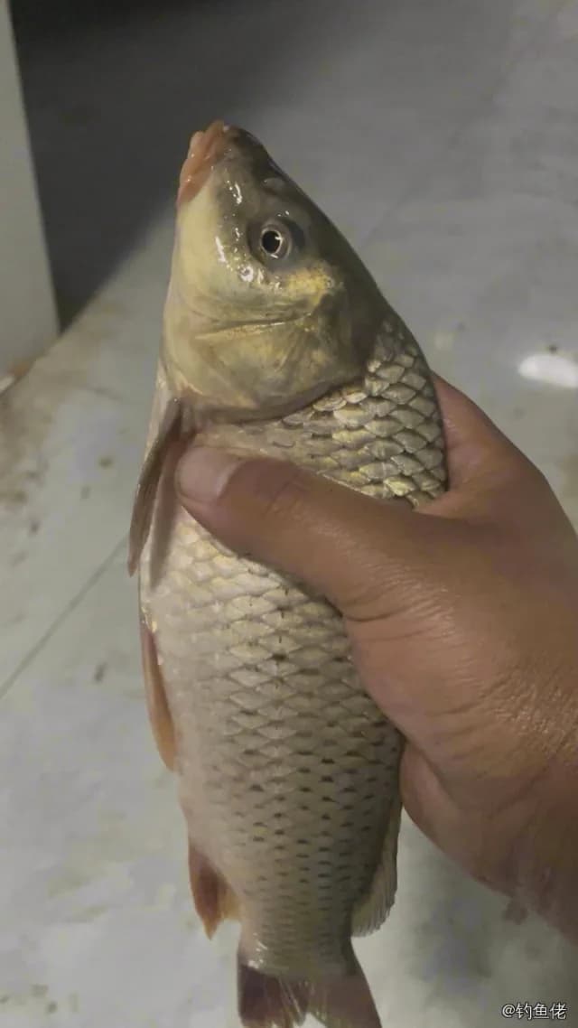 鲤鱼钓获 4kg