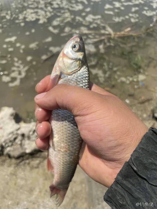 瓦氏雅罗鱼钓获 0.03kg