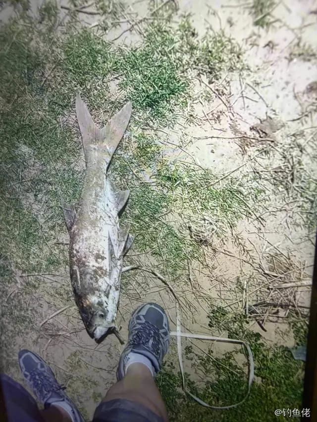 六指多指马鲅钓获 3kg