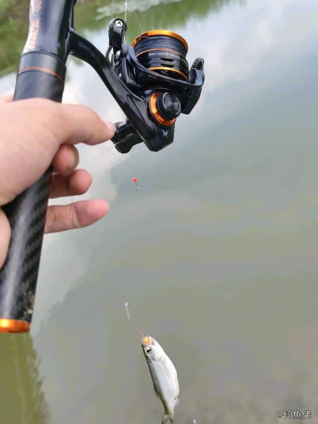 白条钓获 0.03kg