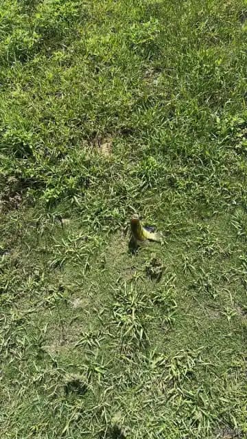 吉利非鲫钓获 0.5kg