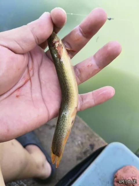 泥鳅钓获 0.2kg