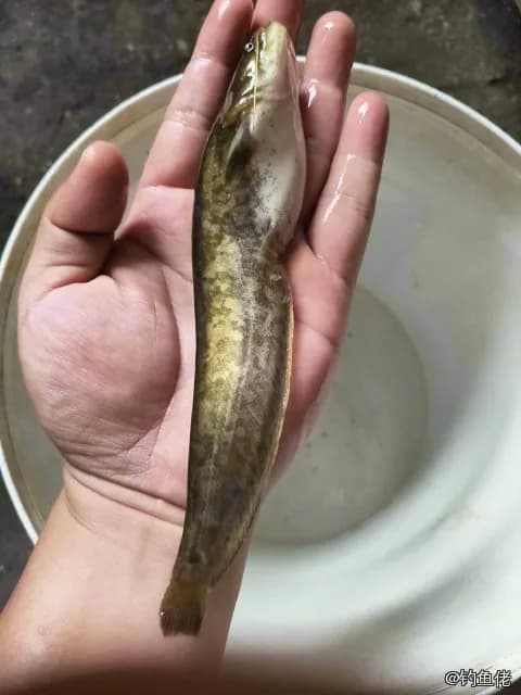 鲶鱼钓获 0.3kg