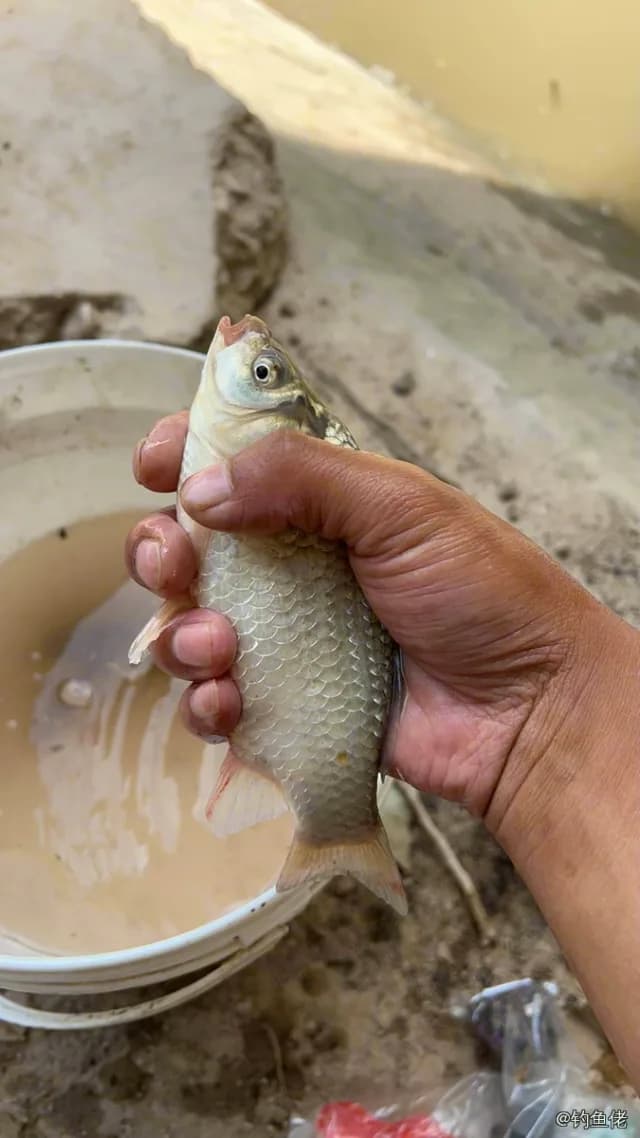 鲫鱼钓获 0.45kg