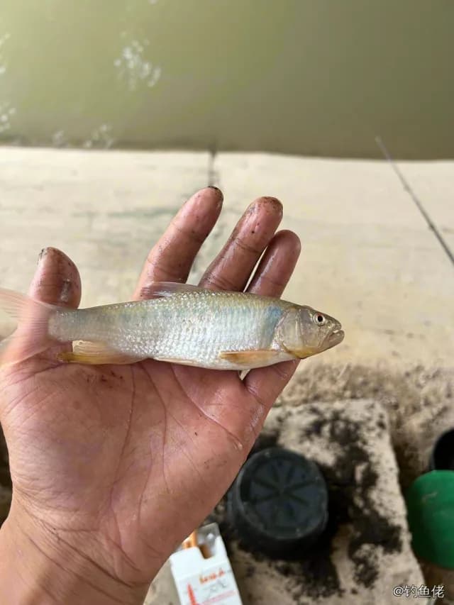 马口鱼钓获 
