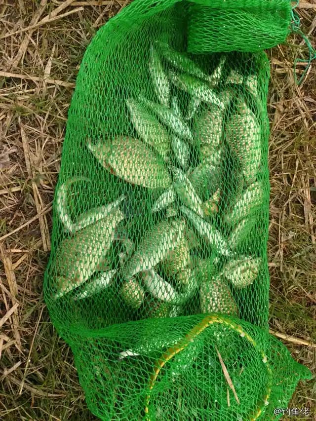 鲫鱼钓获 1.3kg