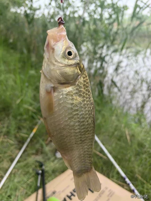 鲫鱼钓获 0.45kg