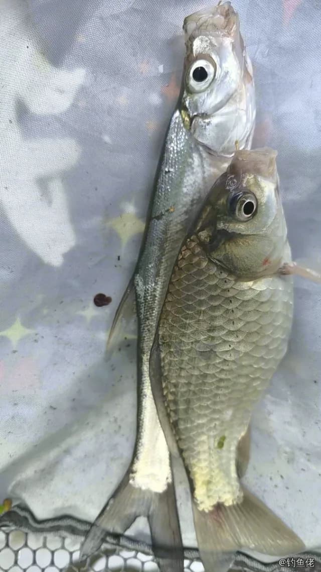 红鳍鲌钓获 0.9kg