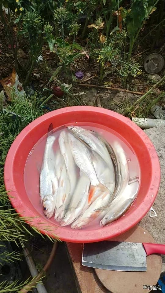 翘嘴鲌钓获 0.01kg