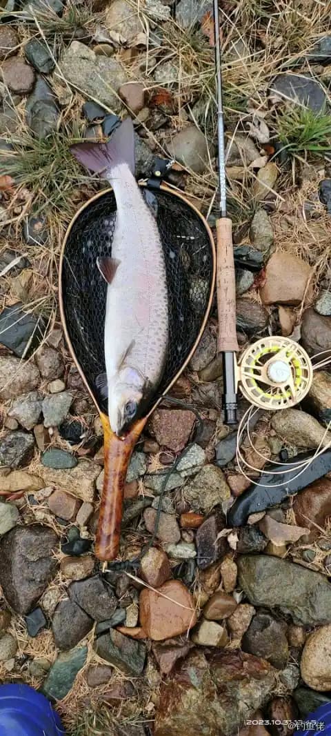 虹鳟钓获 1.1kg