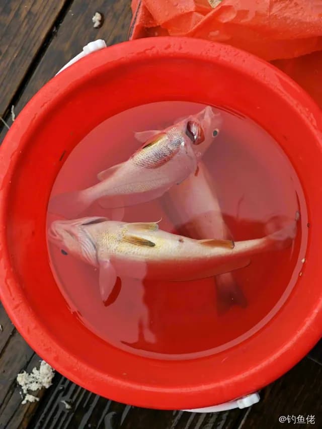 黄姑鱼钓获 1kg