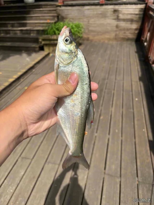 红鳍鲌钓获 0.05kg