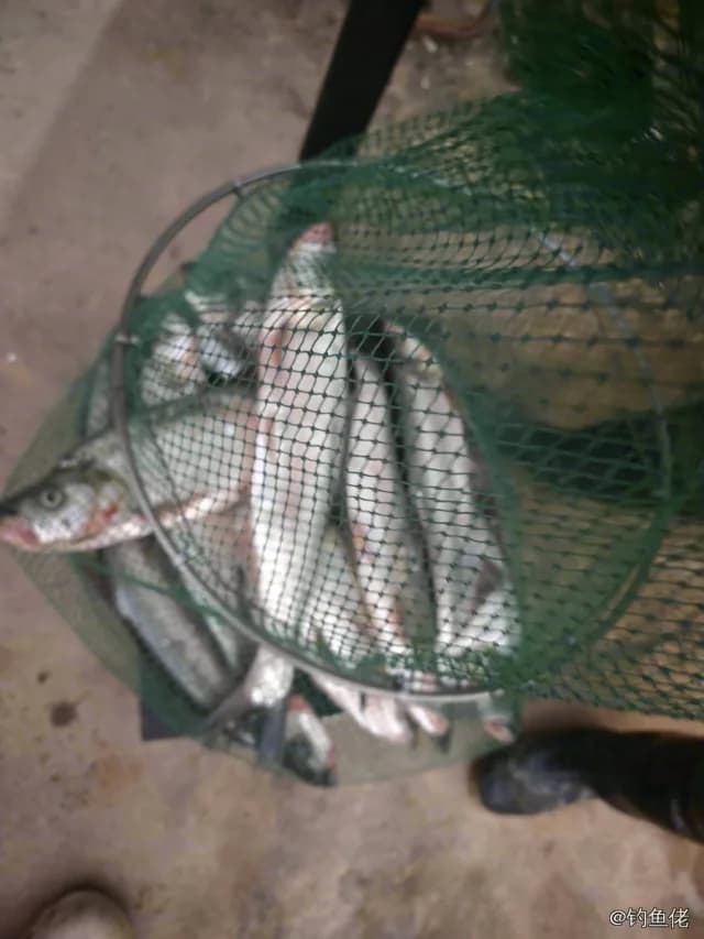 翘嘴鲌钓获 1kg