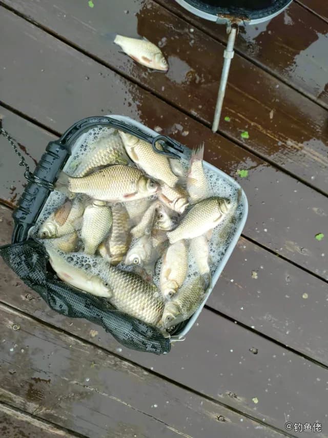 鲫鱼钓获 0.45kg