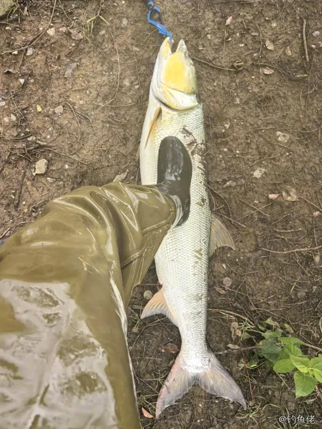 鳡鱼钓获 8kg