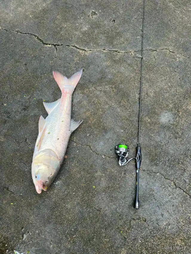 鲢鱼钓获 4kg