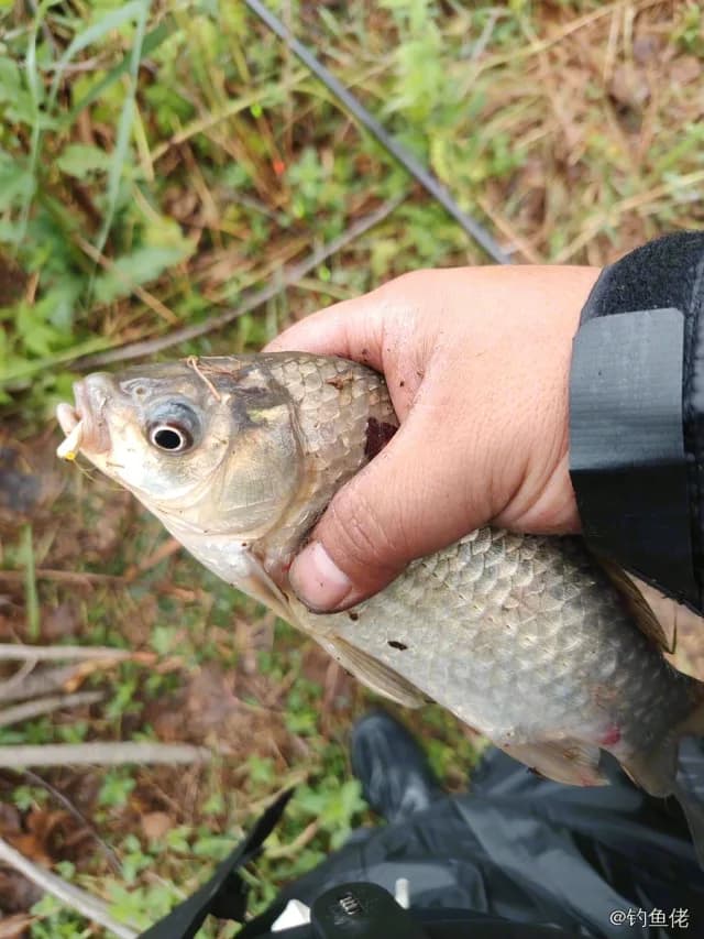 鲫鱼钓获 0.45kg