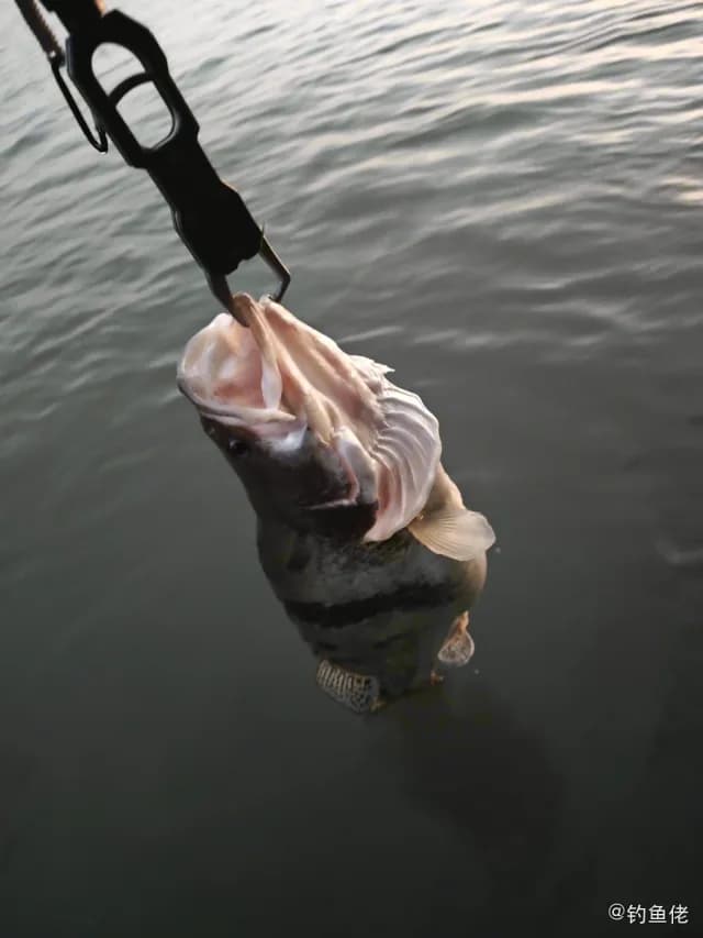 鳜鱼钓获 2.7kg
